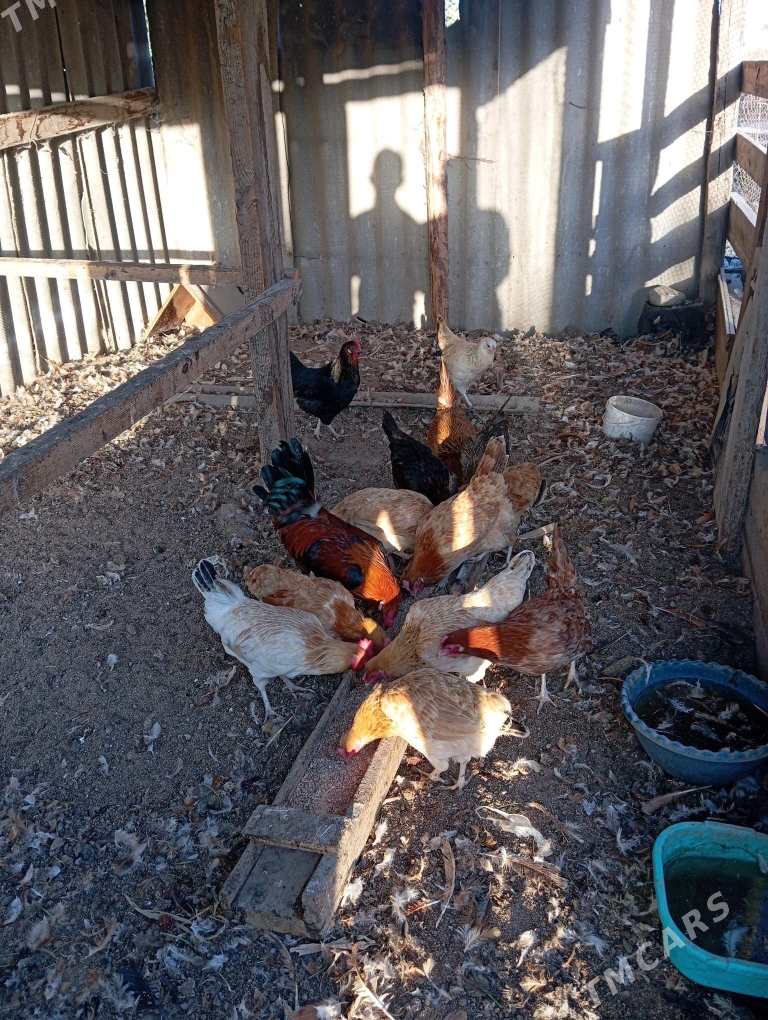 towuk - Gökdepe - img 1