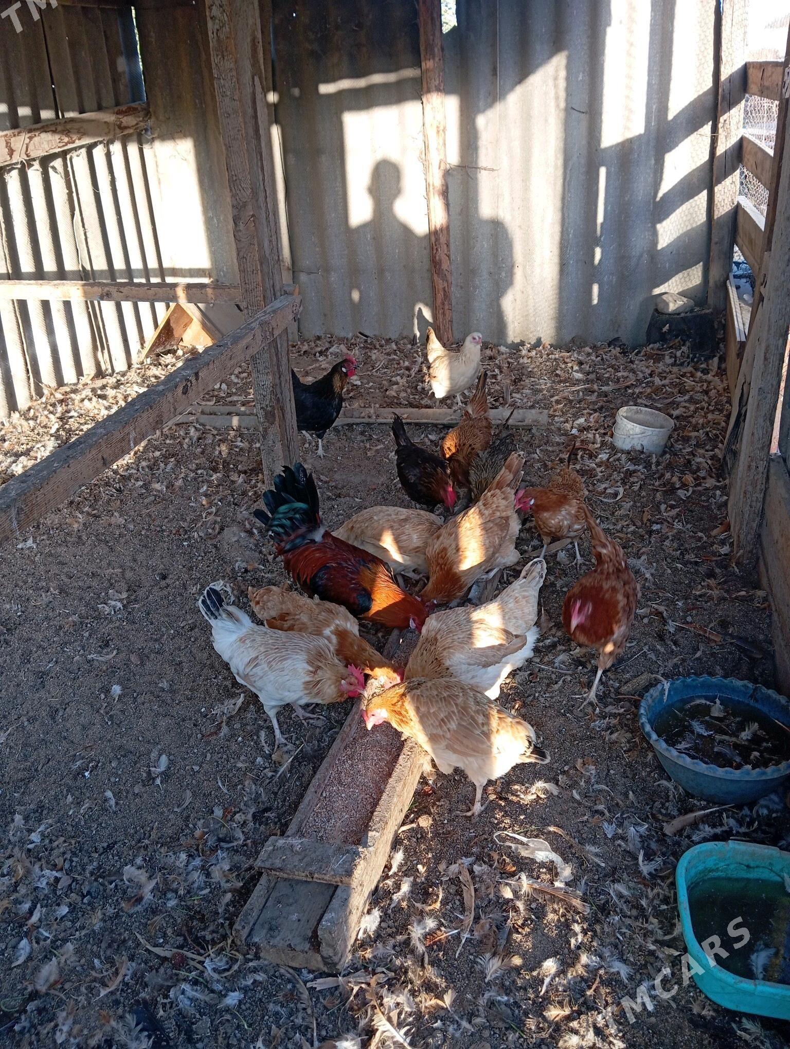 towuk - Gökdepe - img 2