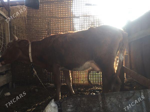 gysyr sygyr - Murgap - img 2