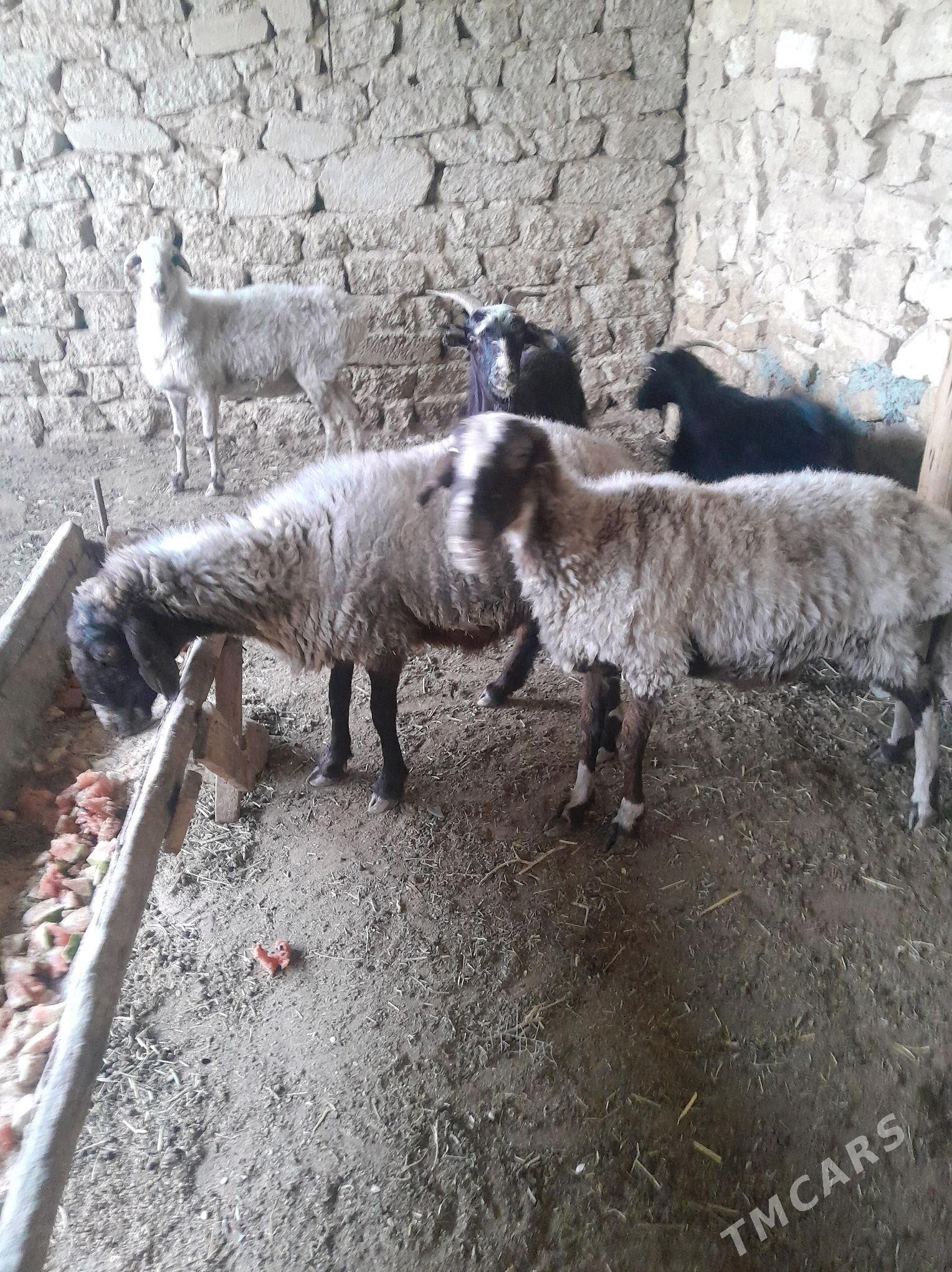 goyun we geci - Гызыларбат - img 1