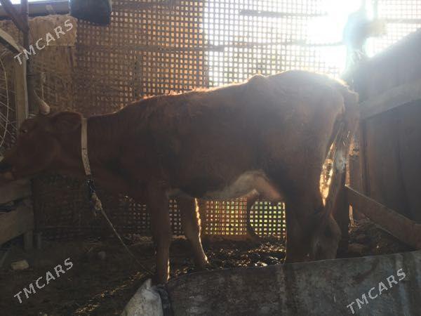 gysyr sygyr - Murgap - img 3