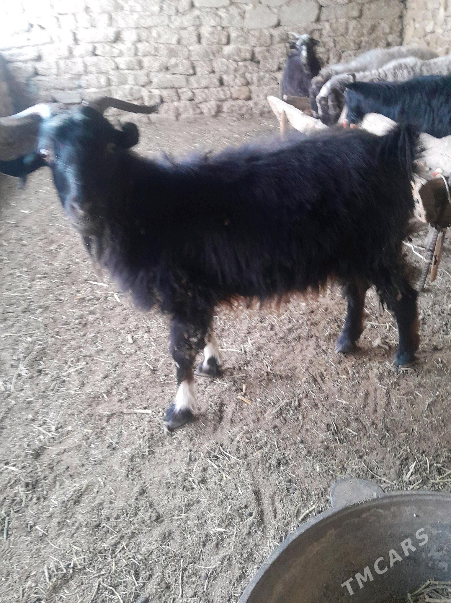 goyun we geci - Гызыларбат - img 2