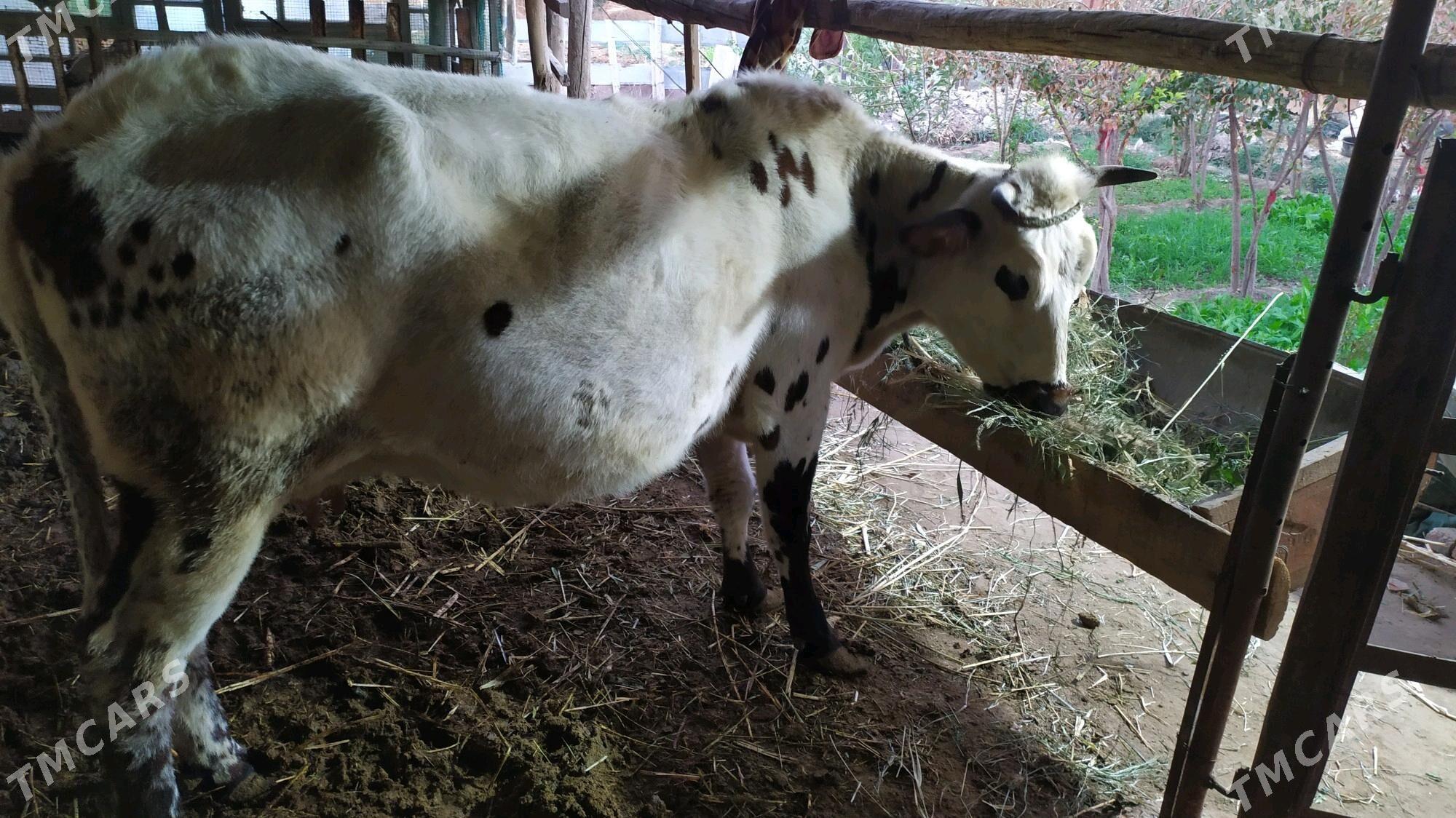 Göleli sygyr - Çärjew - img 5