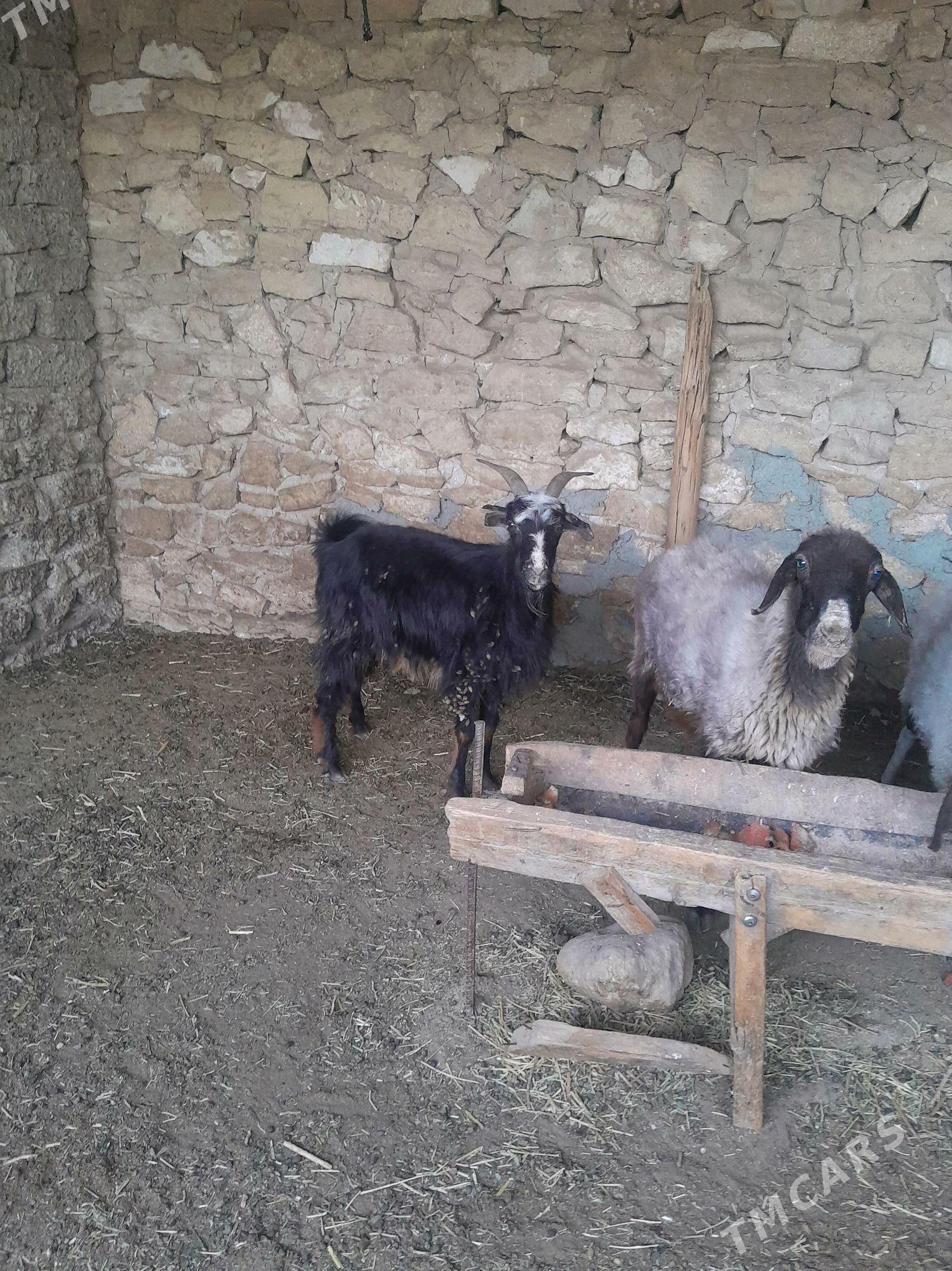 goyun we geci - Гызыларбат - img 3