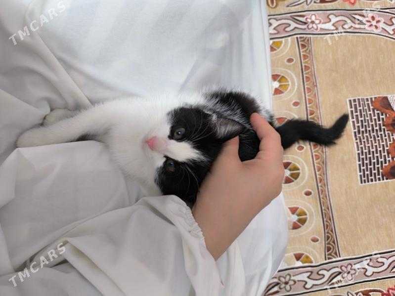 pisik - Дашогуз - img 4