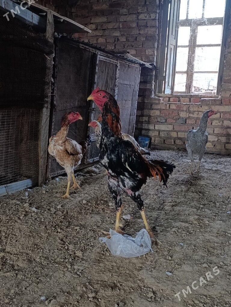 bayes horaz - Murgap - img 3