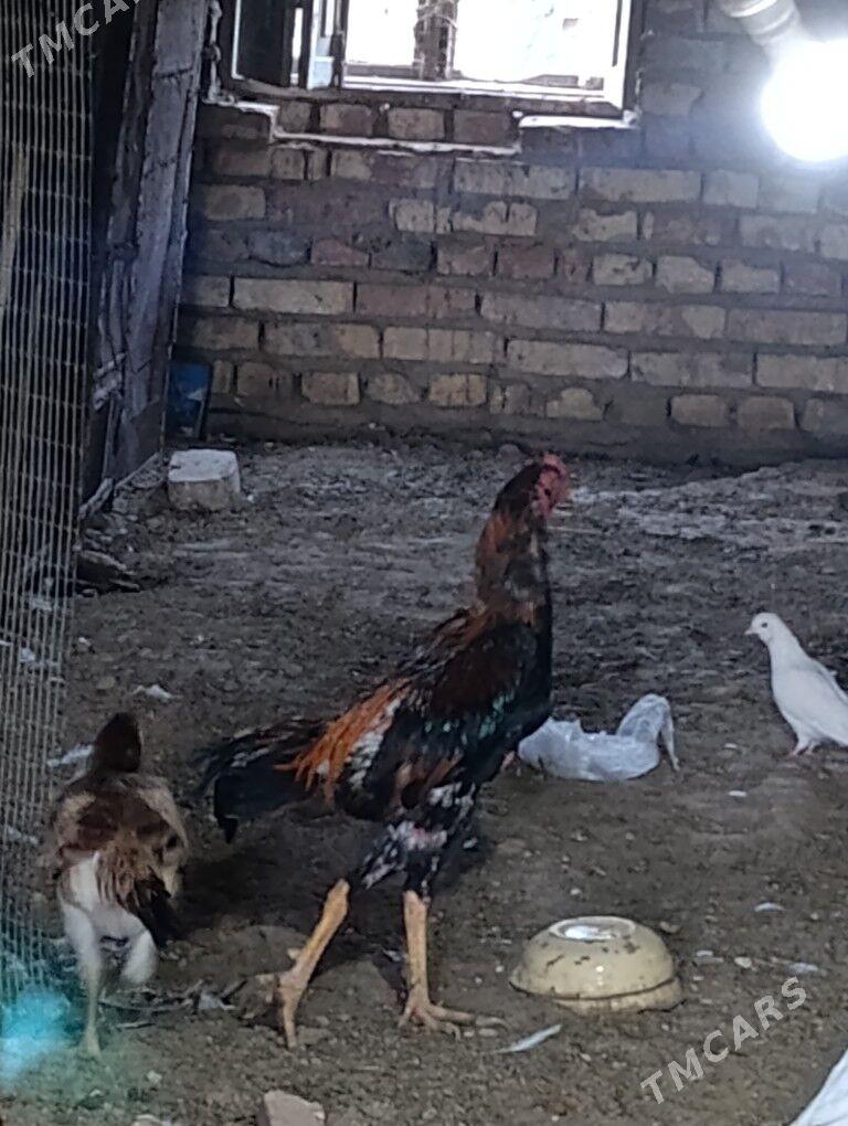 bayes horaz - Murgap - img 4