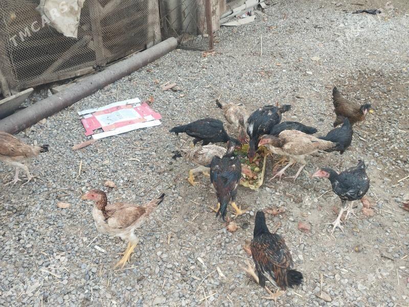 baysov  juje - Çärjew - img 3