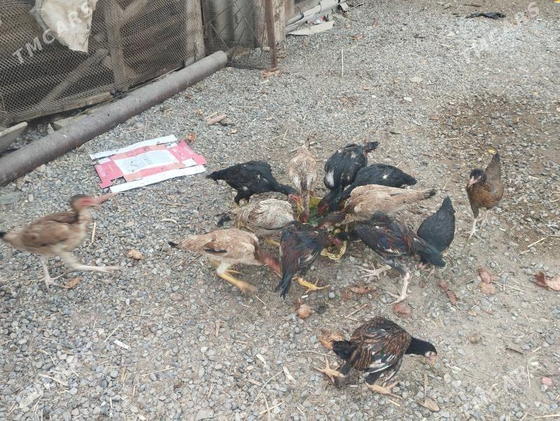 baysov  juje - Çärjew - img 2