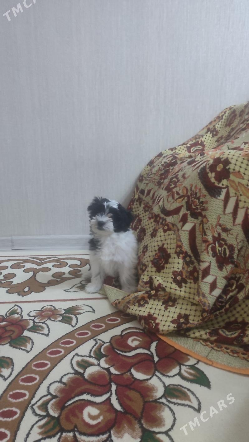 Собака Мультипу - Aşgabat - img 2