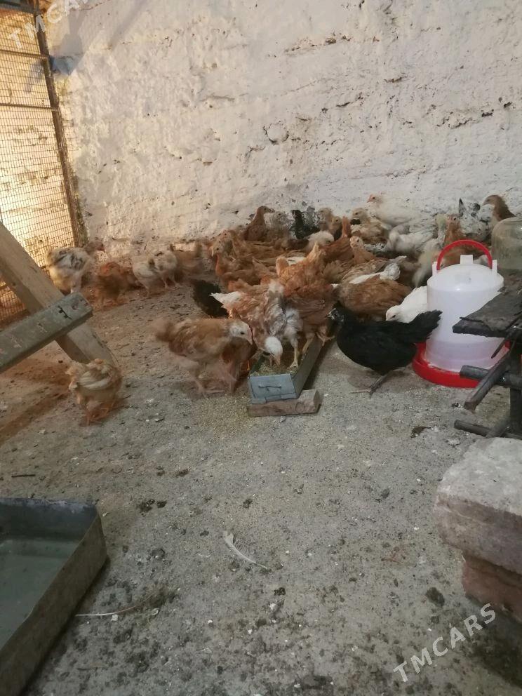 juyje - Берекет - img 2