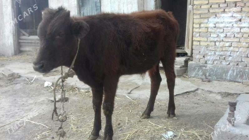 Öküz - Чарджоу - img 2