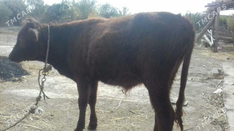 Öküz - Чарджоу - img 3