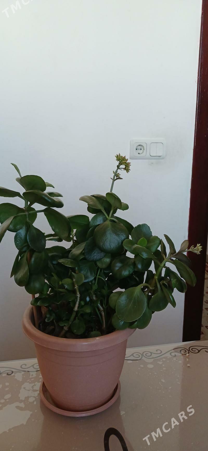 комнатные растения - Ашхабад - img 5