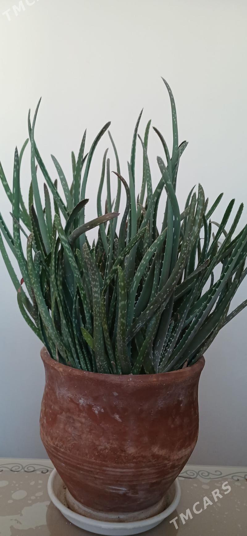 комнатные растения - Ашхабад - img 4