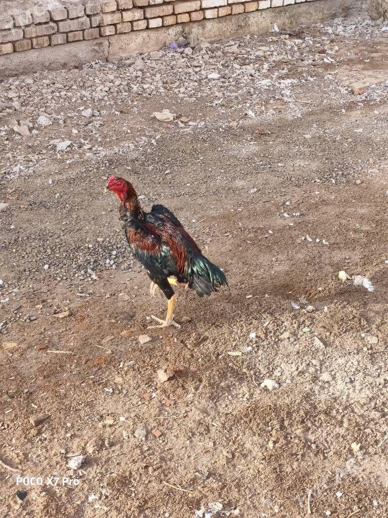 ozbek juje - Çärjew - img 2