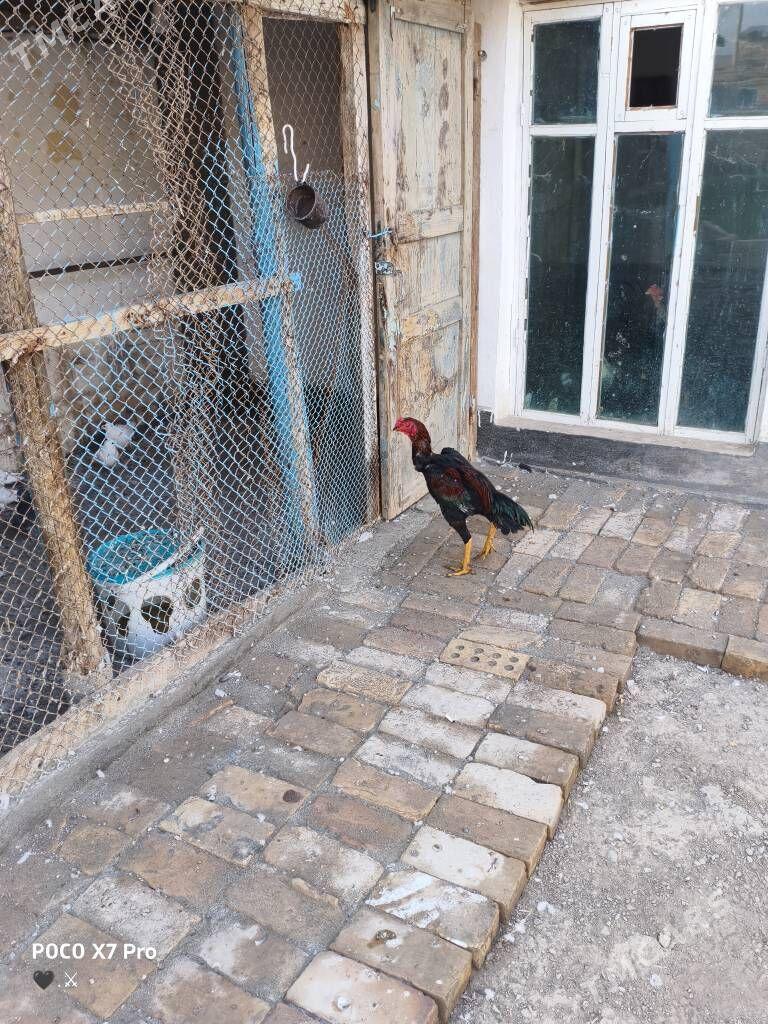 ozbek juje - Çärjew - img 4