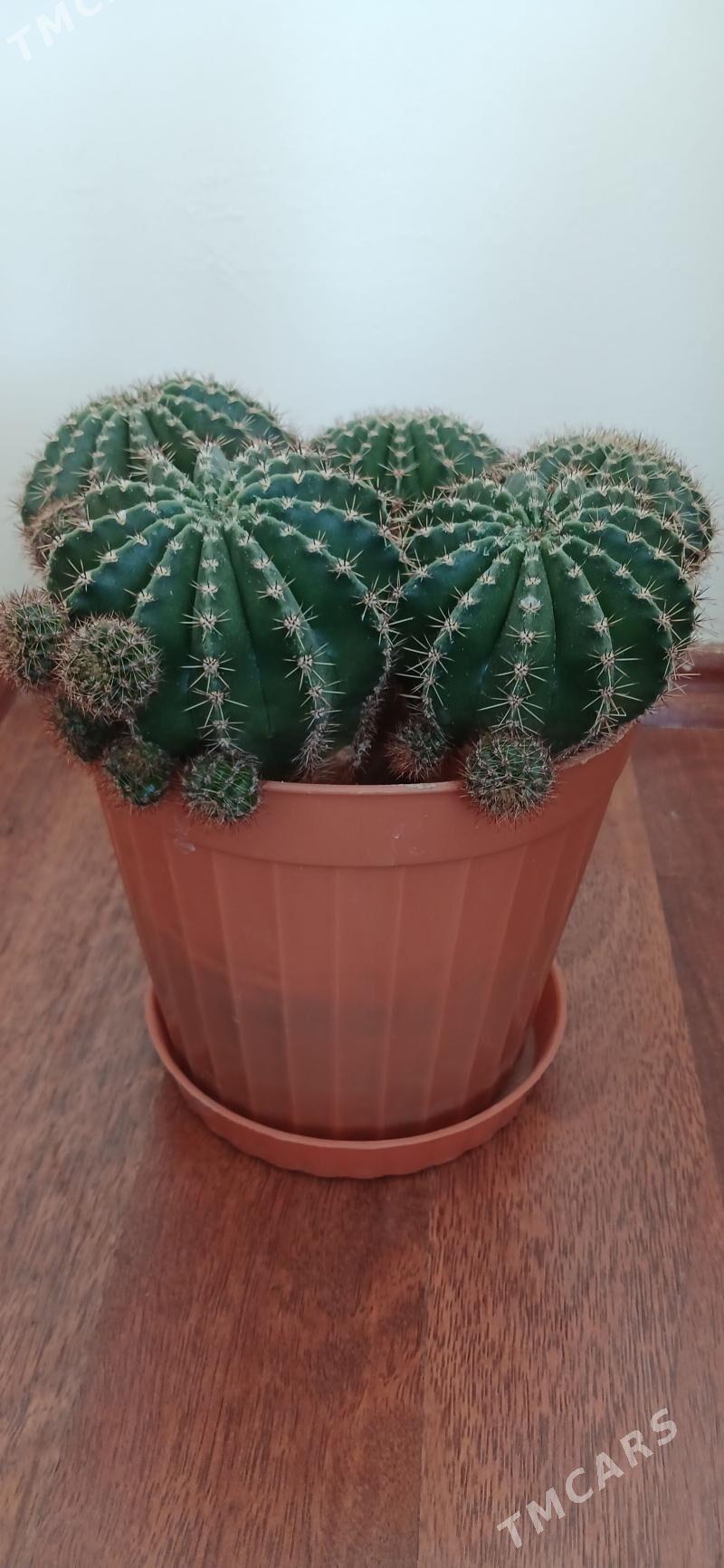 комнатные растения - Ашхабад - img 7