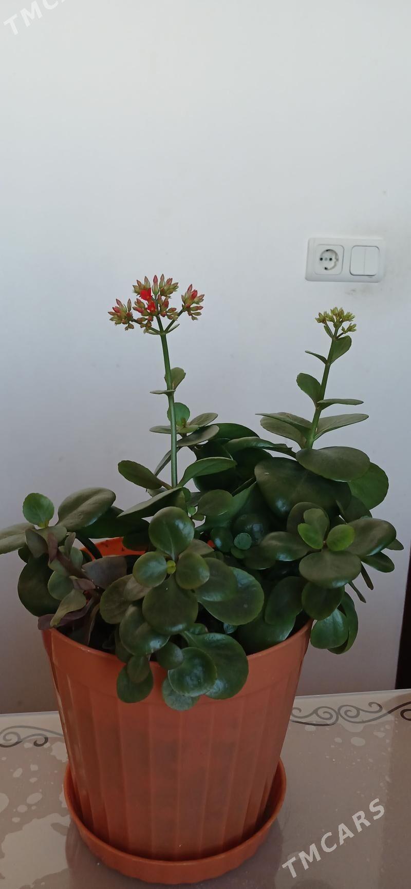 комнатные растения - Ашхабад - img 6