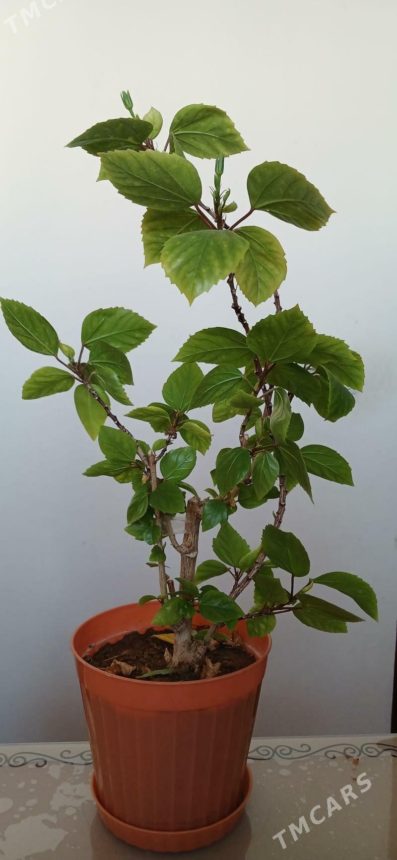 комнатные растения - Ашхабад - img 2