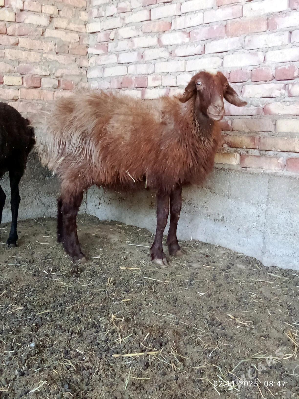 Gissar Goýunlar Bakyda Duran - Гёкдепе - img 3