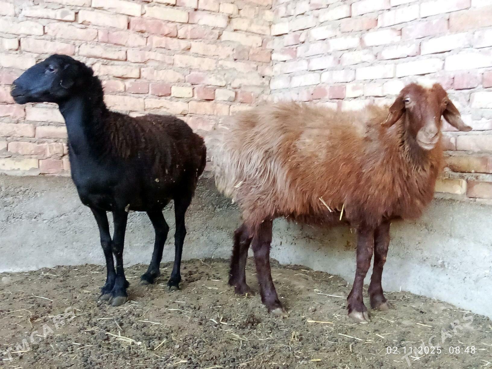 Gissar Goýunlar Bakyda Duran - Гёкдепе - img 2