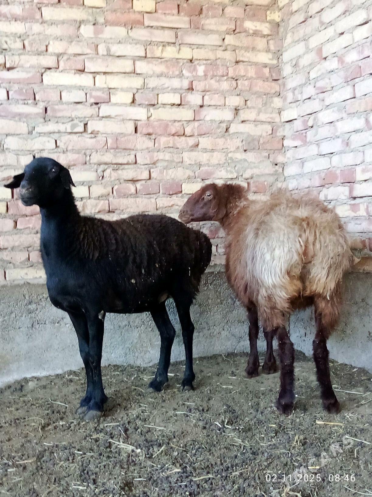 Gissar Goýunlar Bakyda Duran - Гёкдепе - img 4