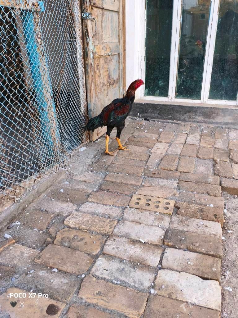 ozbek juje - Çärjew - img 3