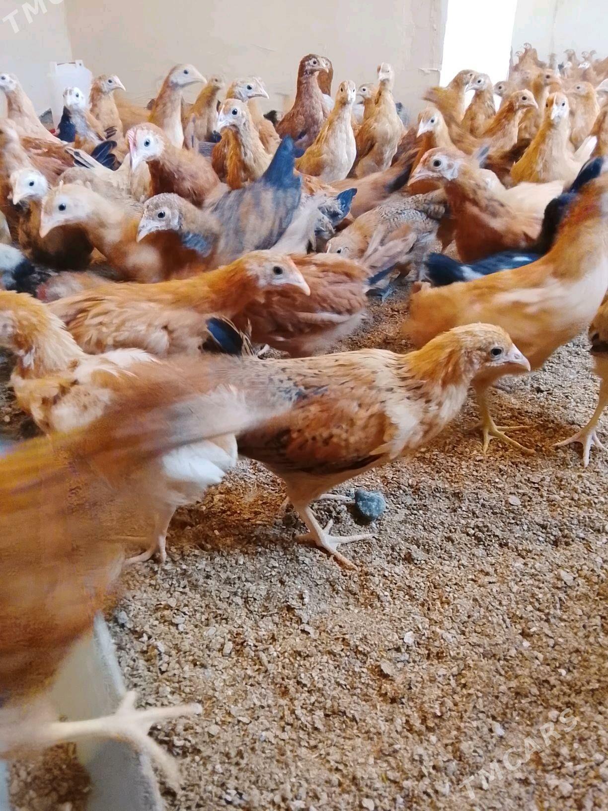 Jüýje - Gökdepe - img 1