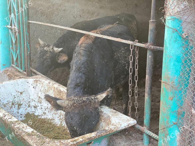 okuz - Ашхабад - img 1