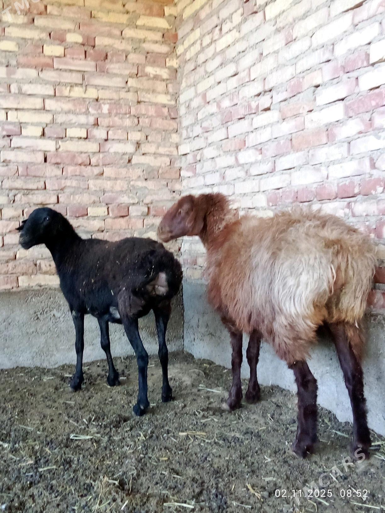 Gissar Goýunlar Bakyda Duran - Гёкдепе - img 5