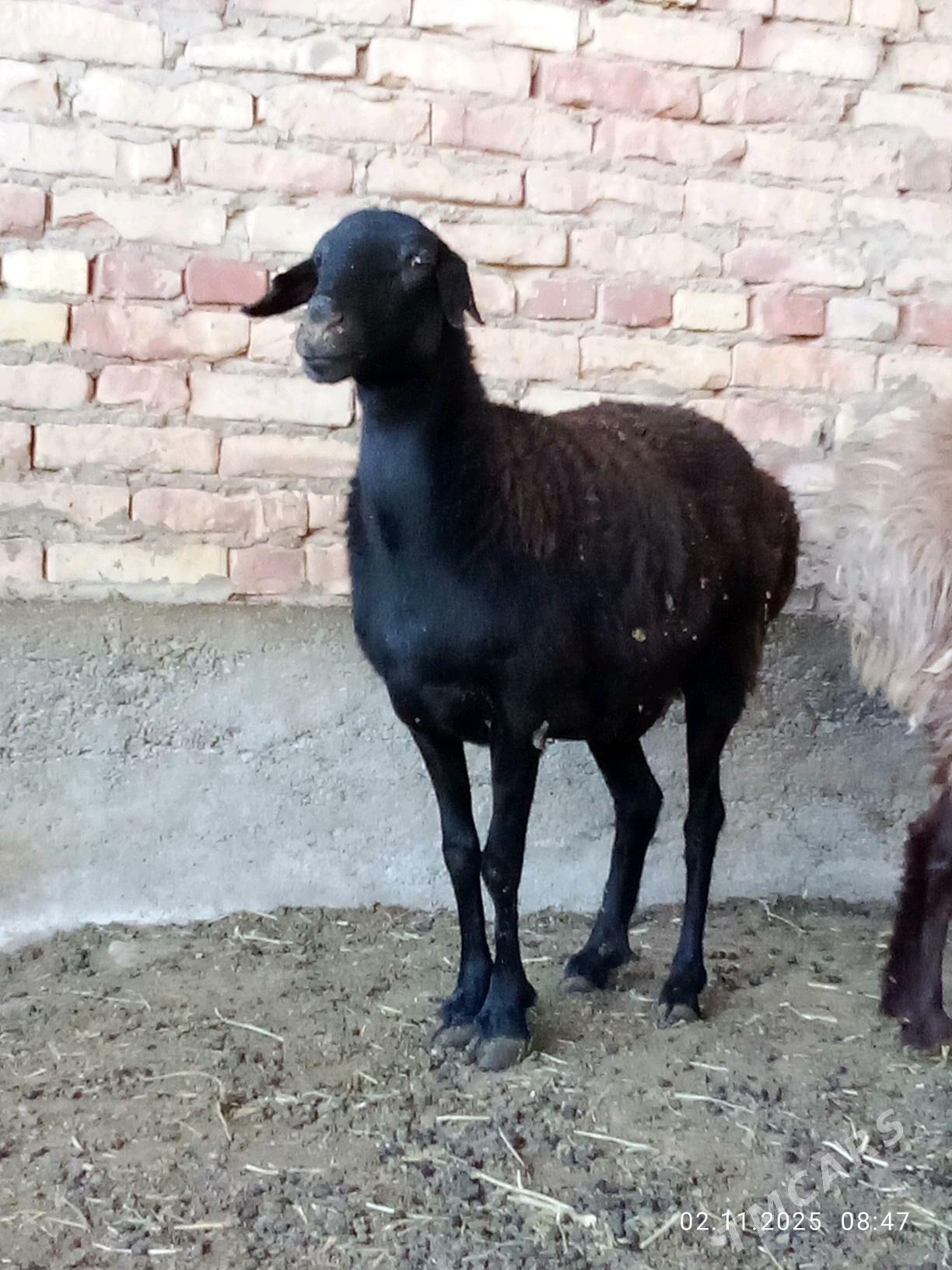 Gissar Goýunlar Bakyda Duran - Гёкдепе - img 6