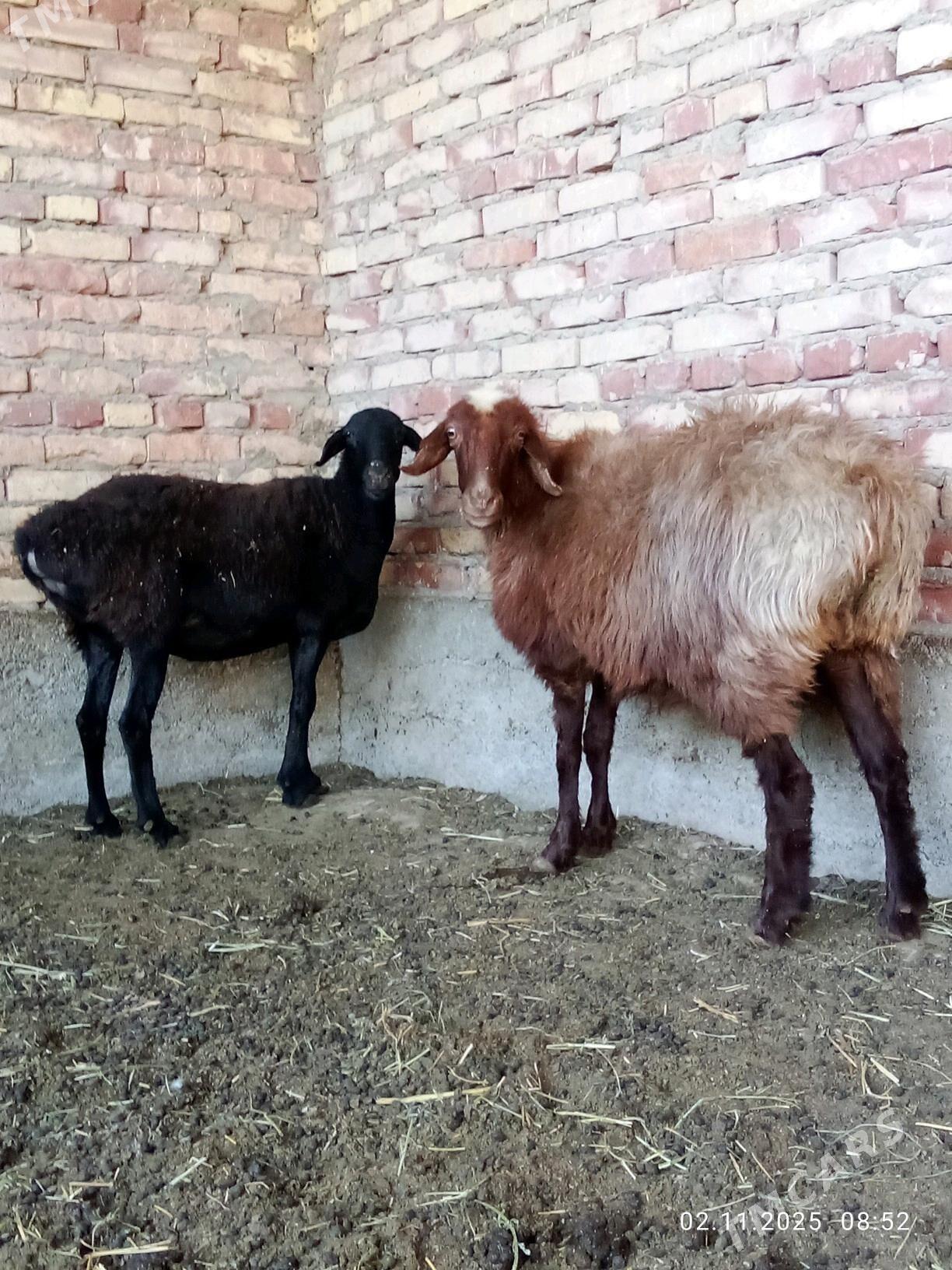 Gissar Goýunlar Bakyda Duran - Гёкдепе - img 8