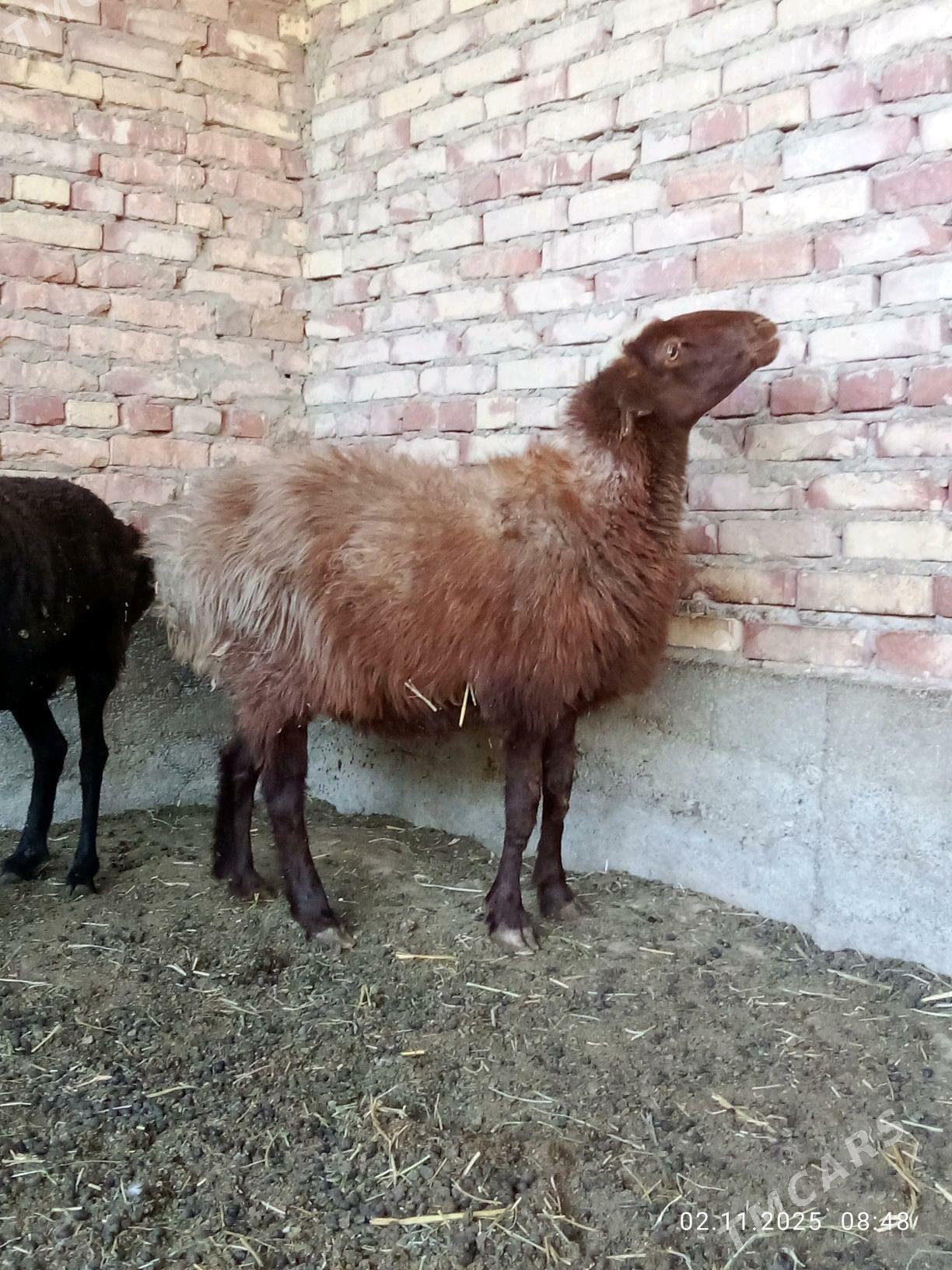 Gissar Goýunlar Bakyda Duran - Гёкдепе - img 9