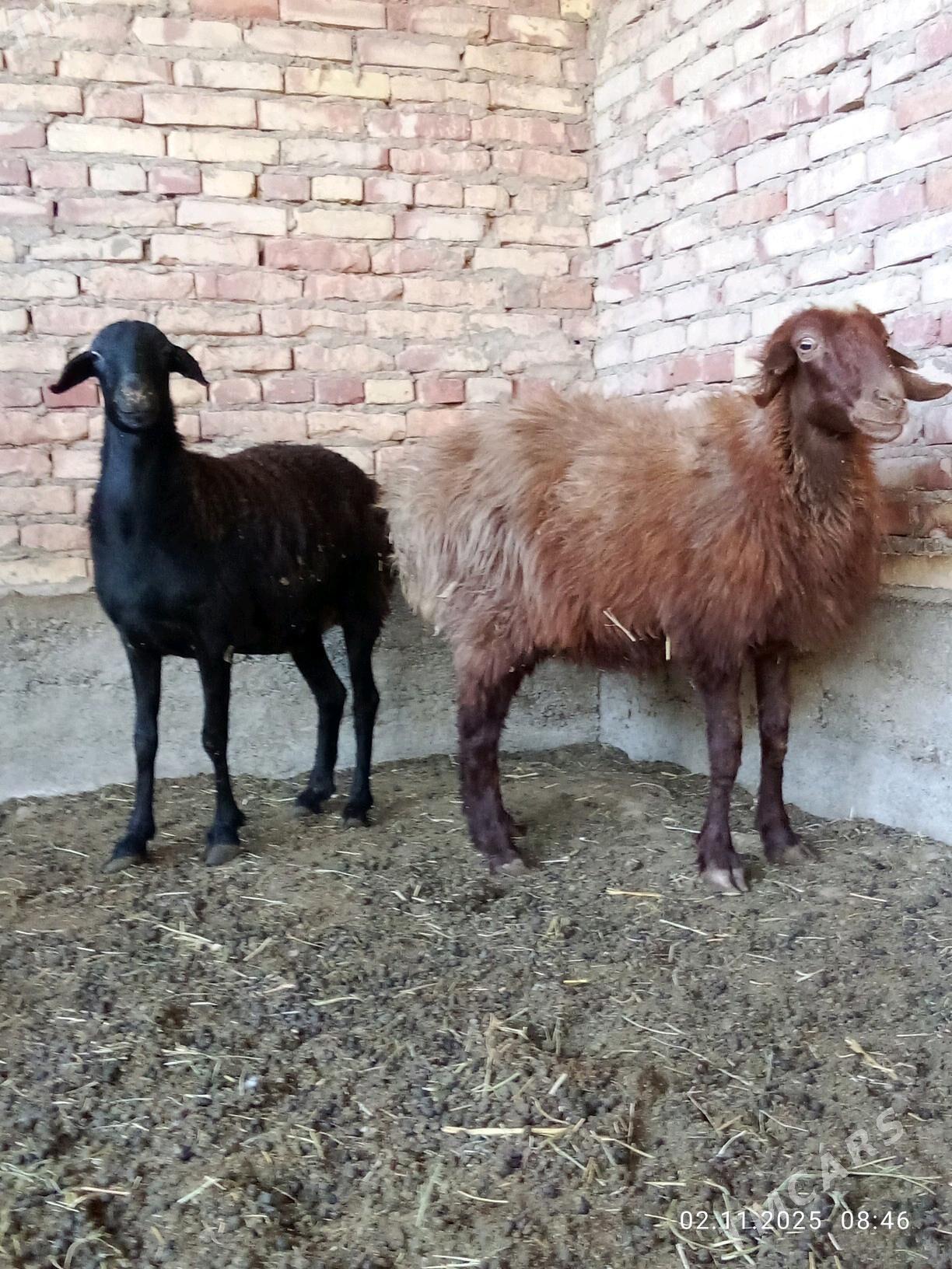 Gissar Goýunlar Bakyda Duran - Гёкдепе - img 7