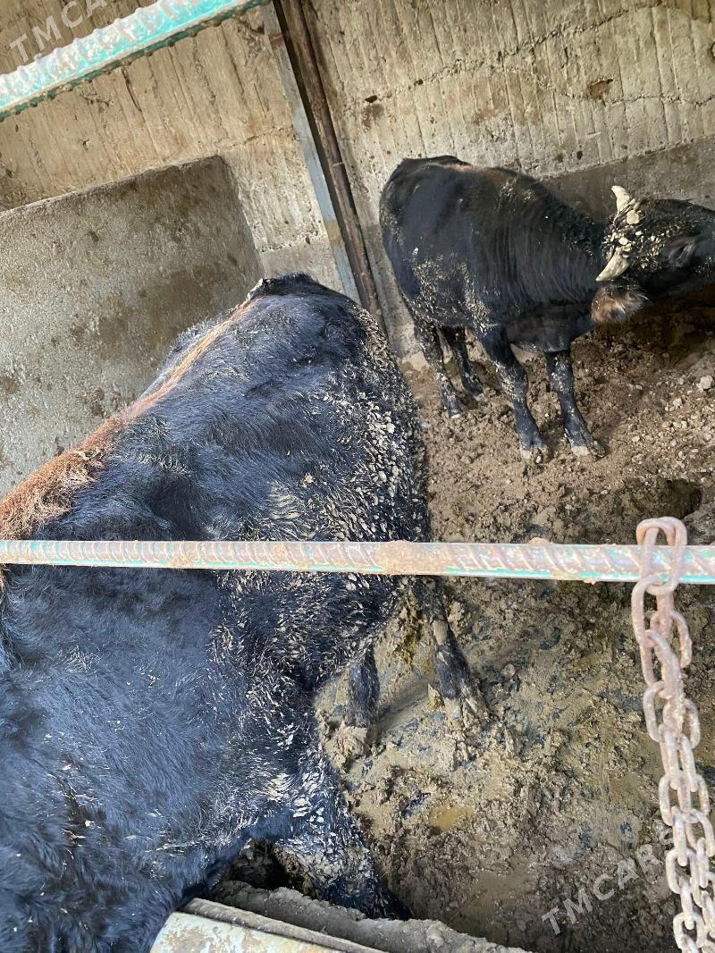 okuz - Aşgabat - img 9