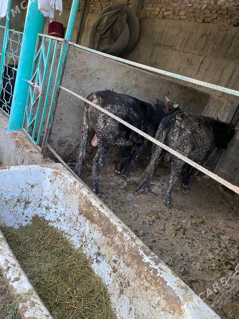 okuz - Aşgabat - img 8