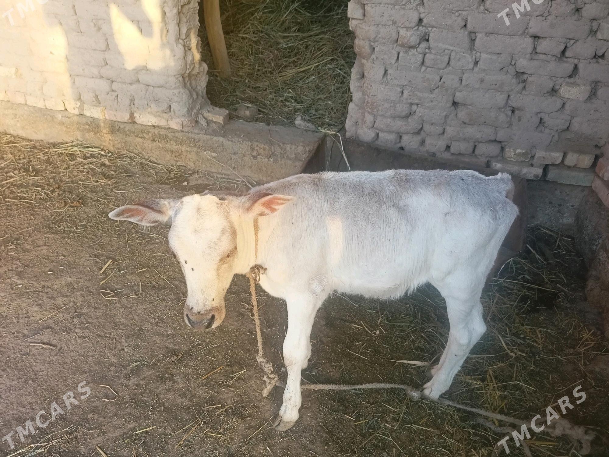 маша саглк сгр ийип ичишина ге - Çärjew - img 1