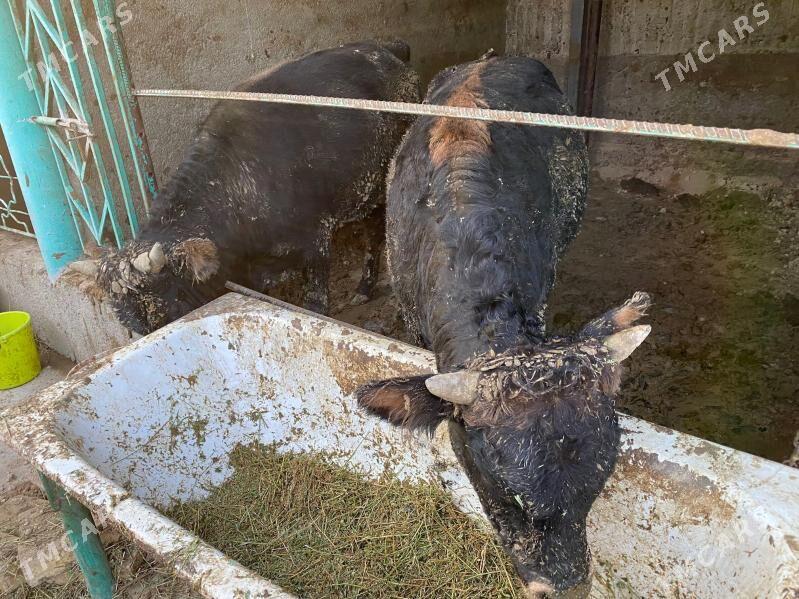 okuz - Aşgabat - img 2