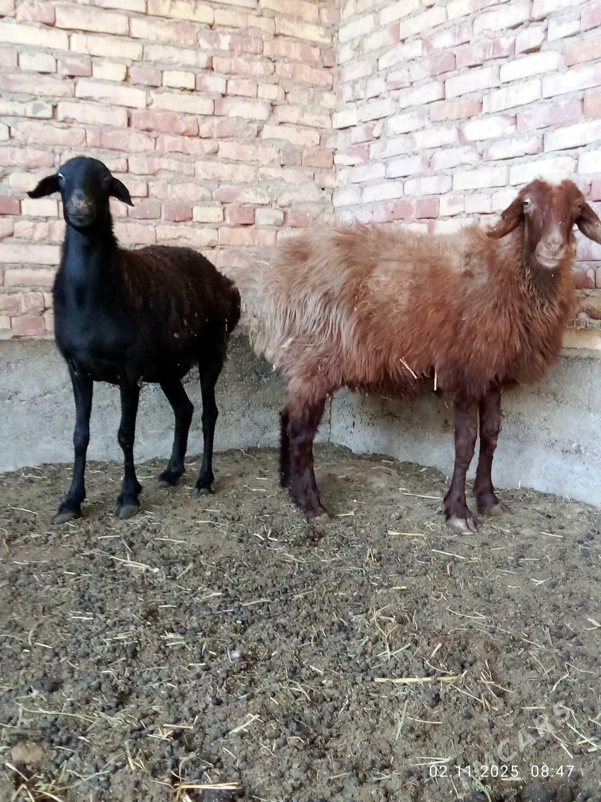 Gissar Goýunlar Bakyda Duran - Гёкдепе - img 10