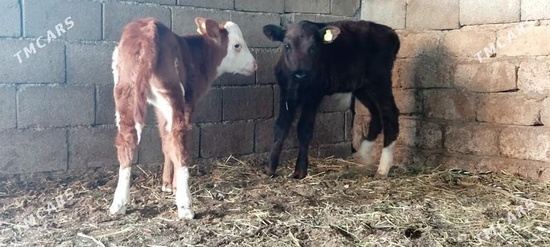 Öküz Tüwe Göle - Ашхабад - img 2