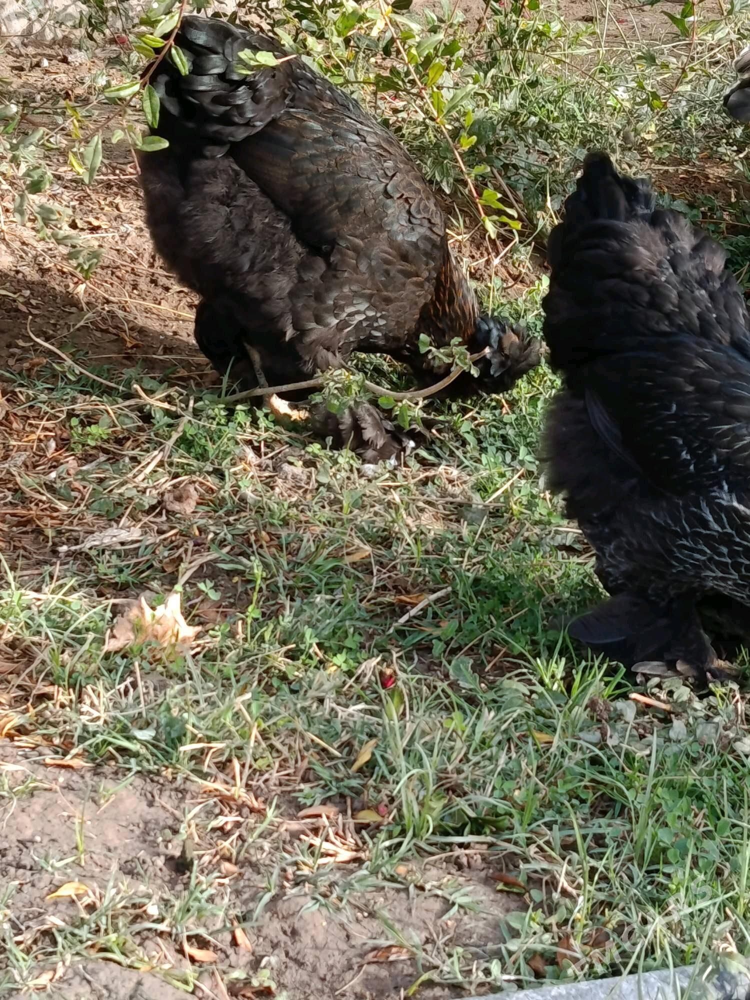Brama horaz ve touk. - Türkmenabat - img 2