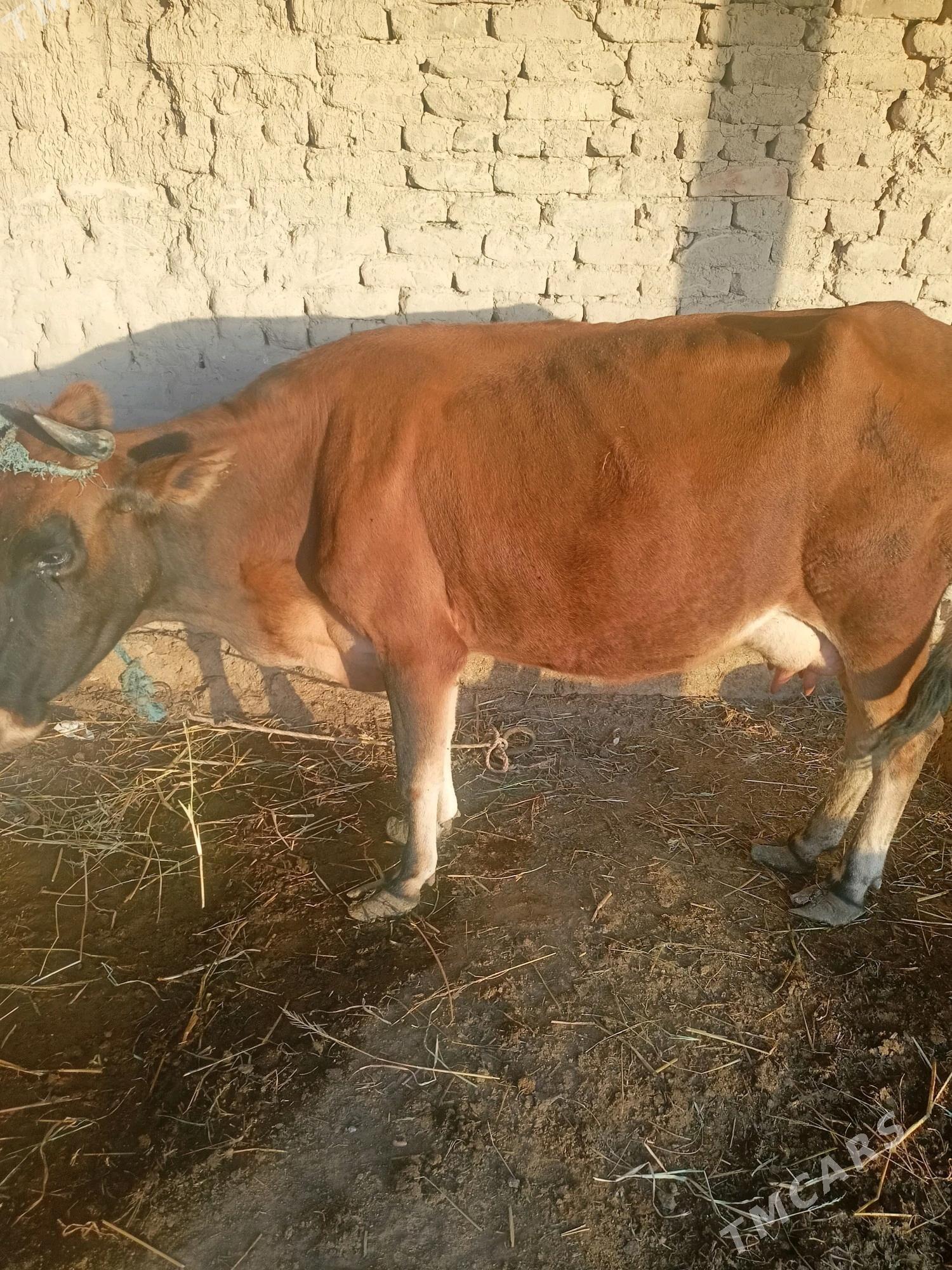 маша саглк сгр ийип ичишина ге - Çärjew - img 4