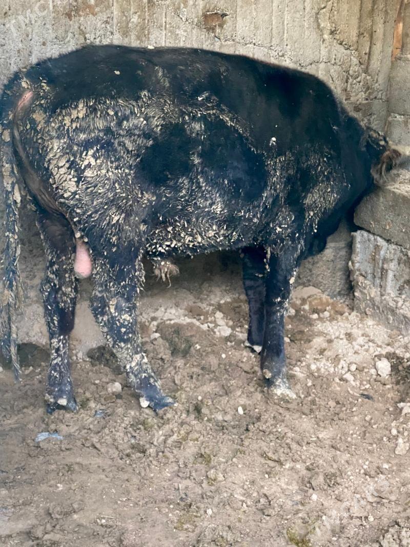 okuz - Aşgabat - img 5