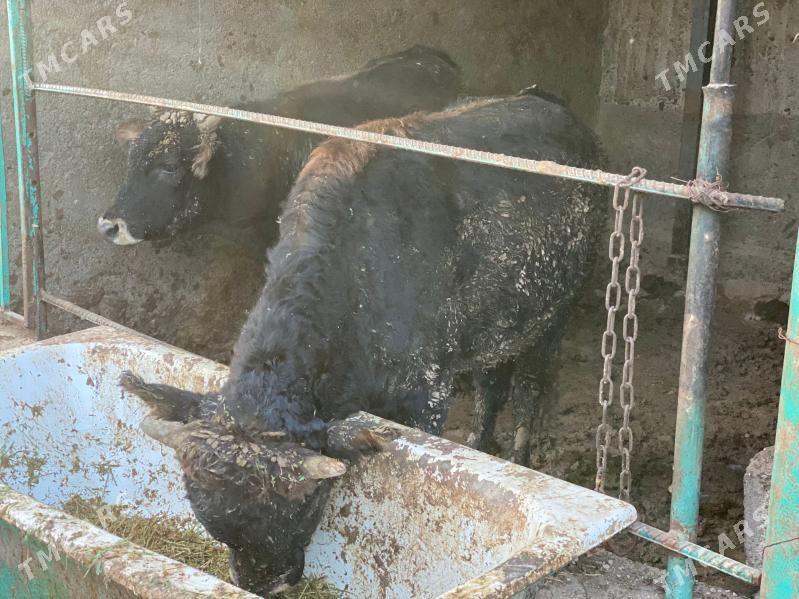 okuz - Aşgabat - img 6