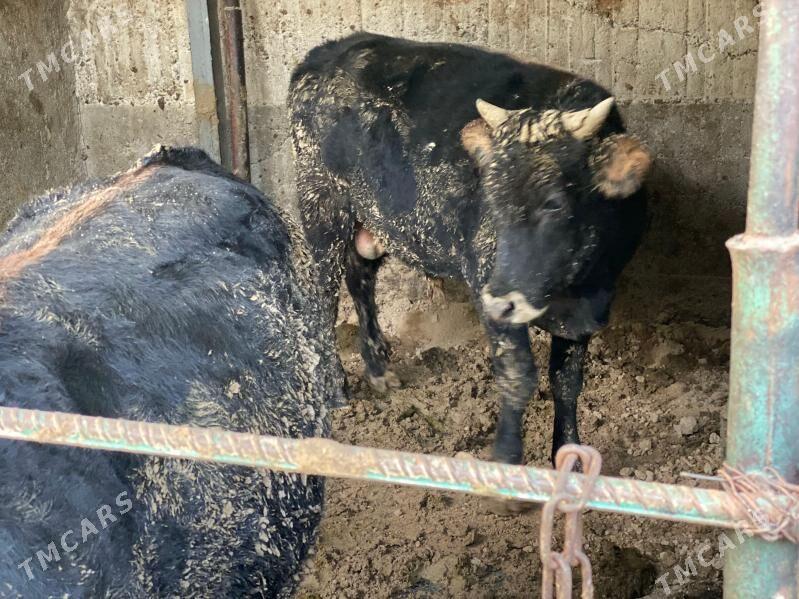 okuz - Aşgabat - img 7