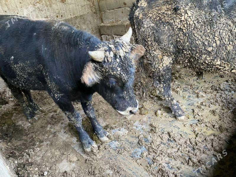 okuz - Aşgabat - img 4