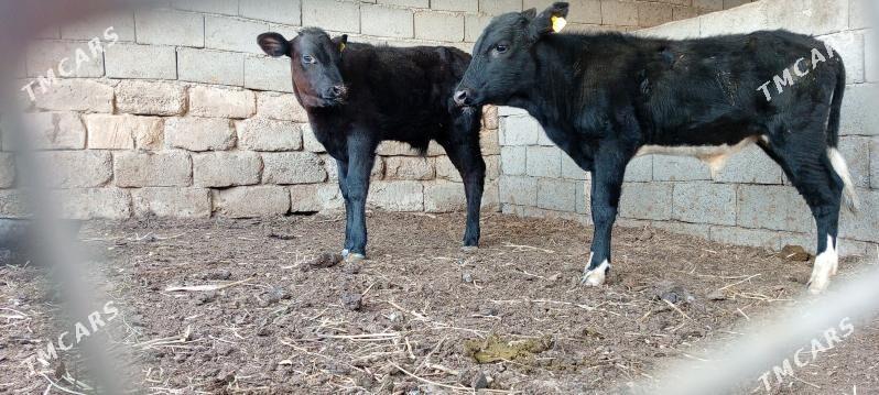 Öküz Tüwe Göle - Ашхабад - img 4