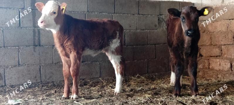 Öküz Tüwe Göle - Ашхабад - img 3