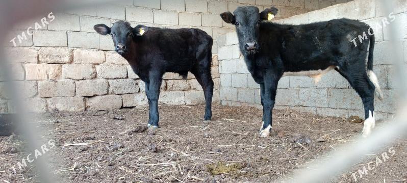 Öküz Tüwe Göle - Ашхабад - img 5